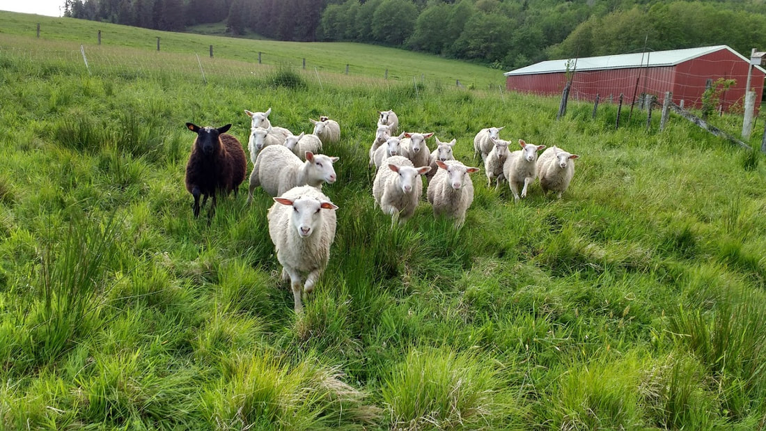 www harmonyheritagefarm com